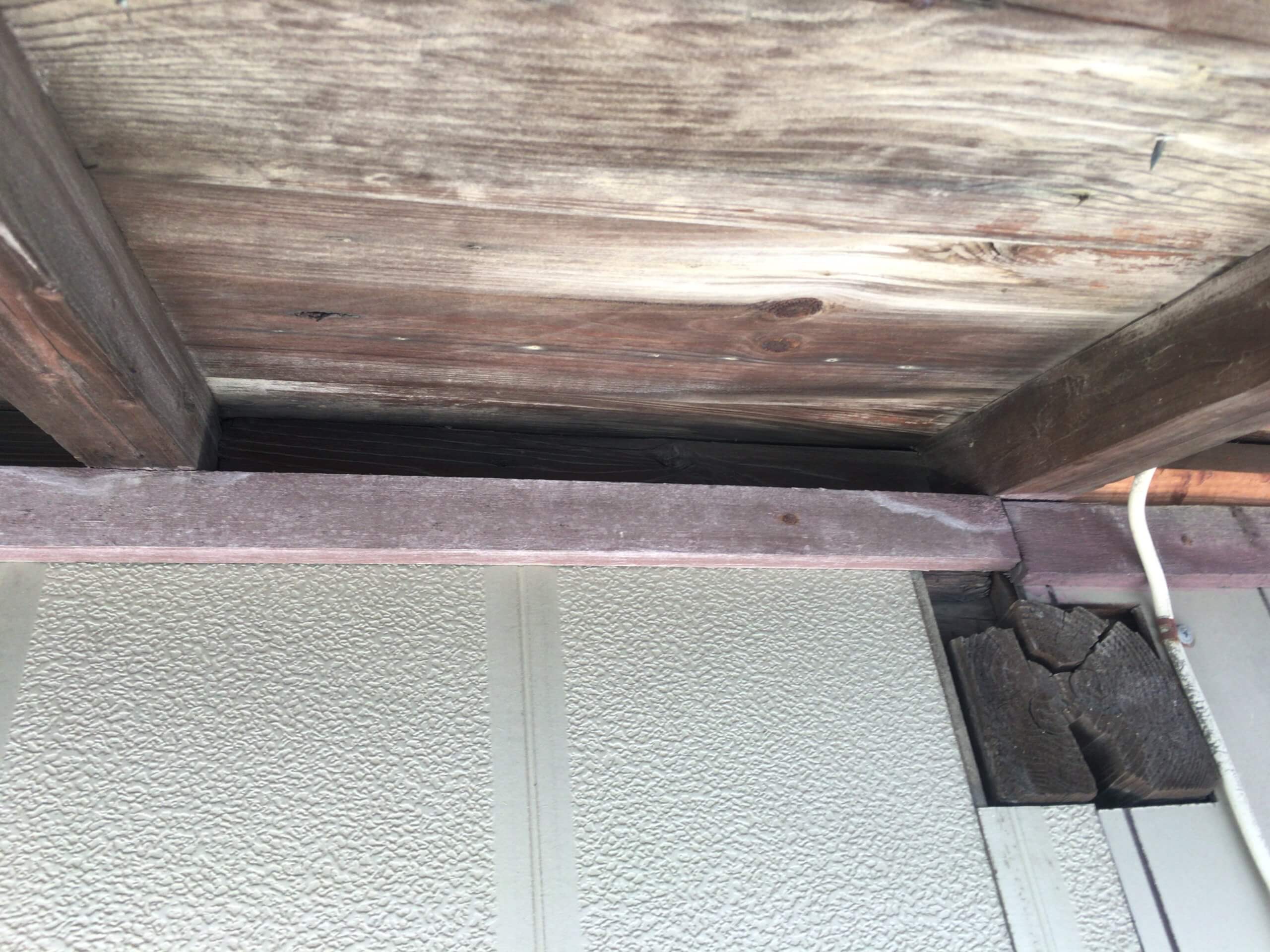 コウモリ駆除・対策チーム