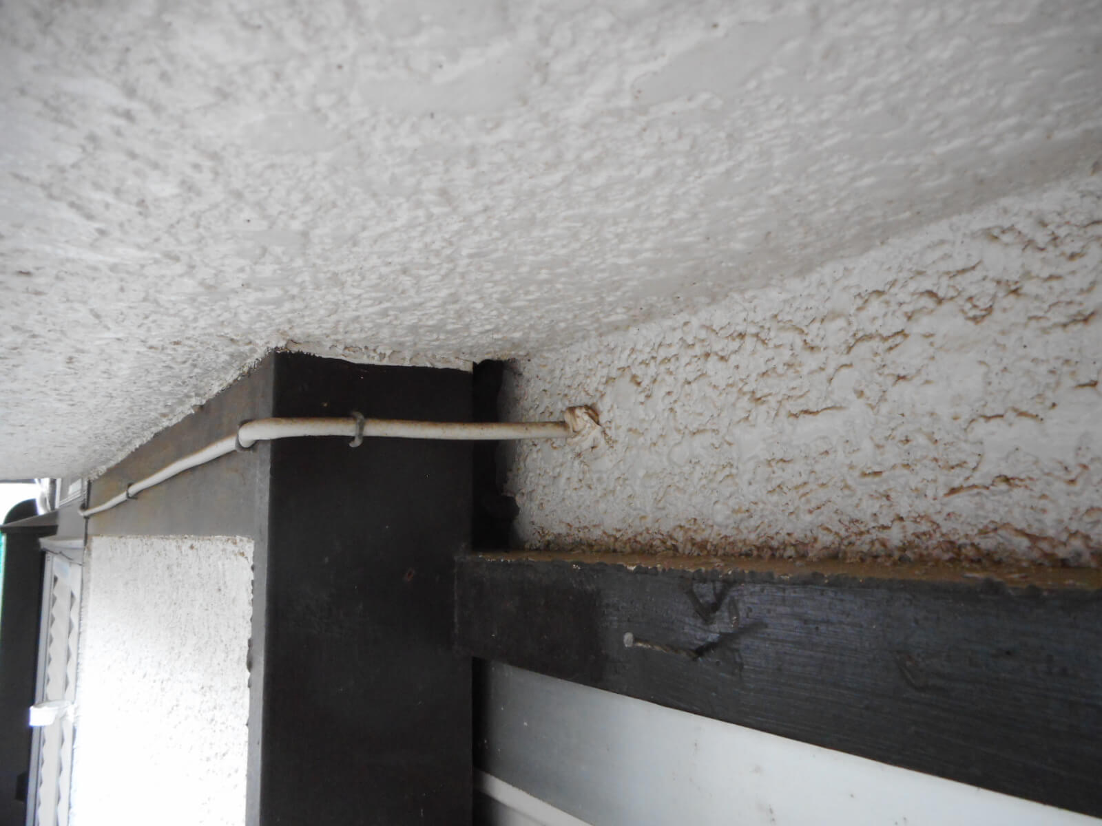 コウモリ駆除・対策チーム