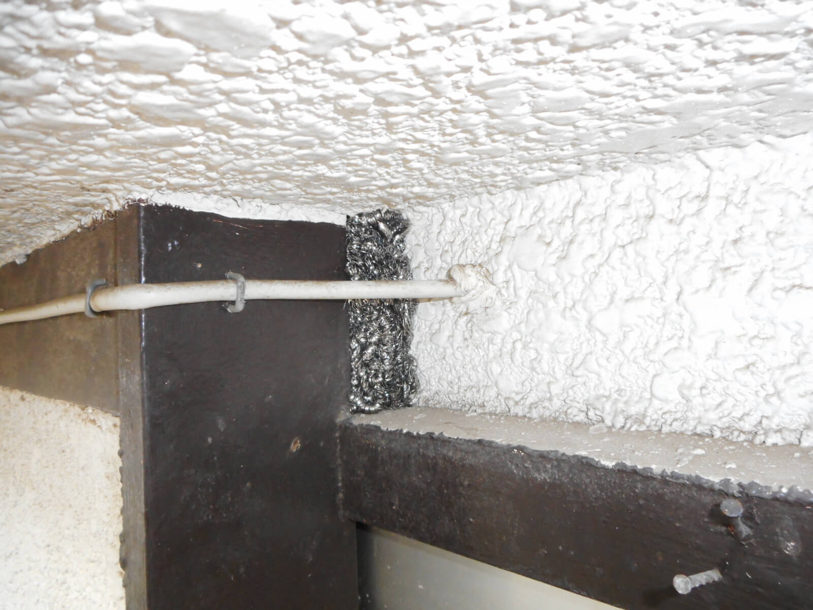 コウモリ駆除・対策チーム