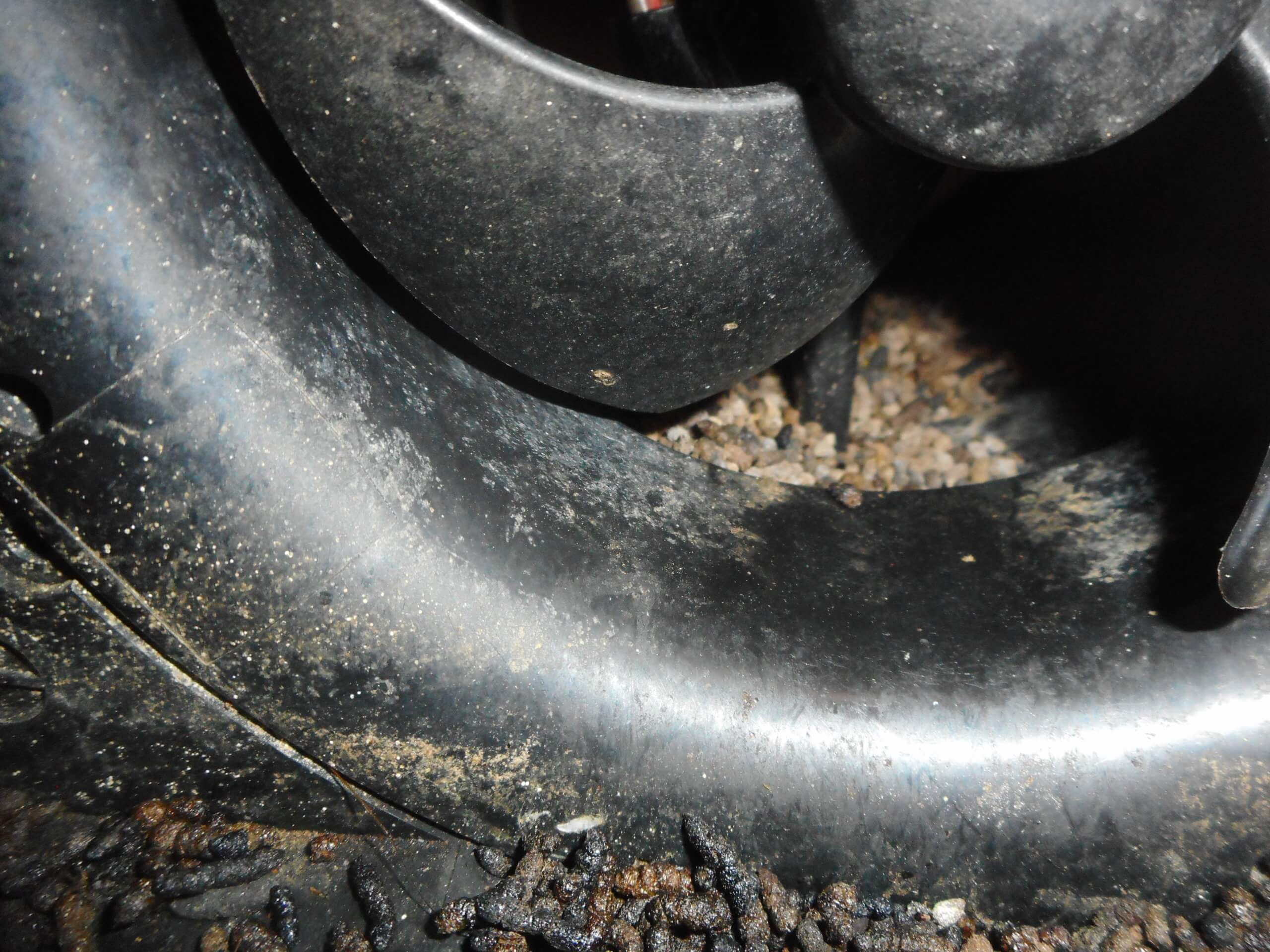 コウモリ駆除・対策チーム