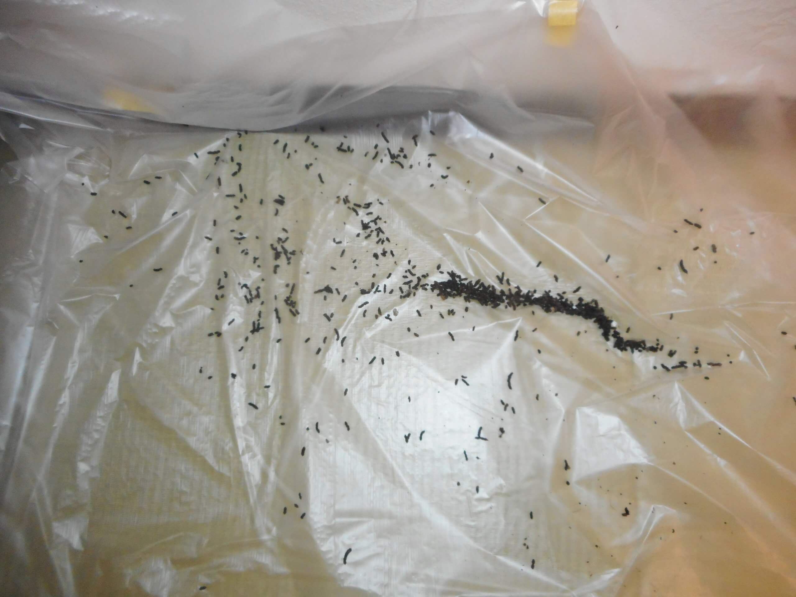 コウモリ駆除・対策チーム