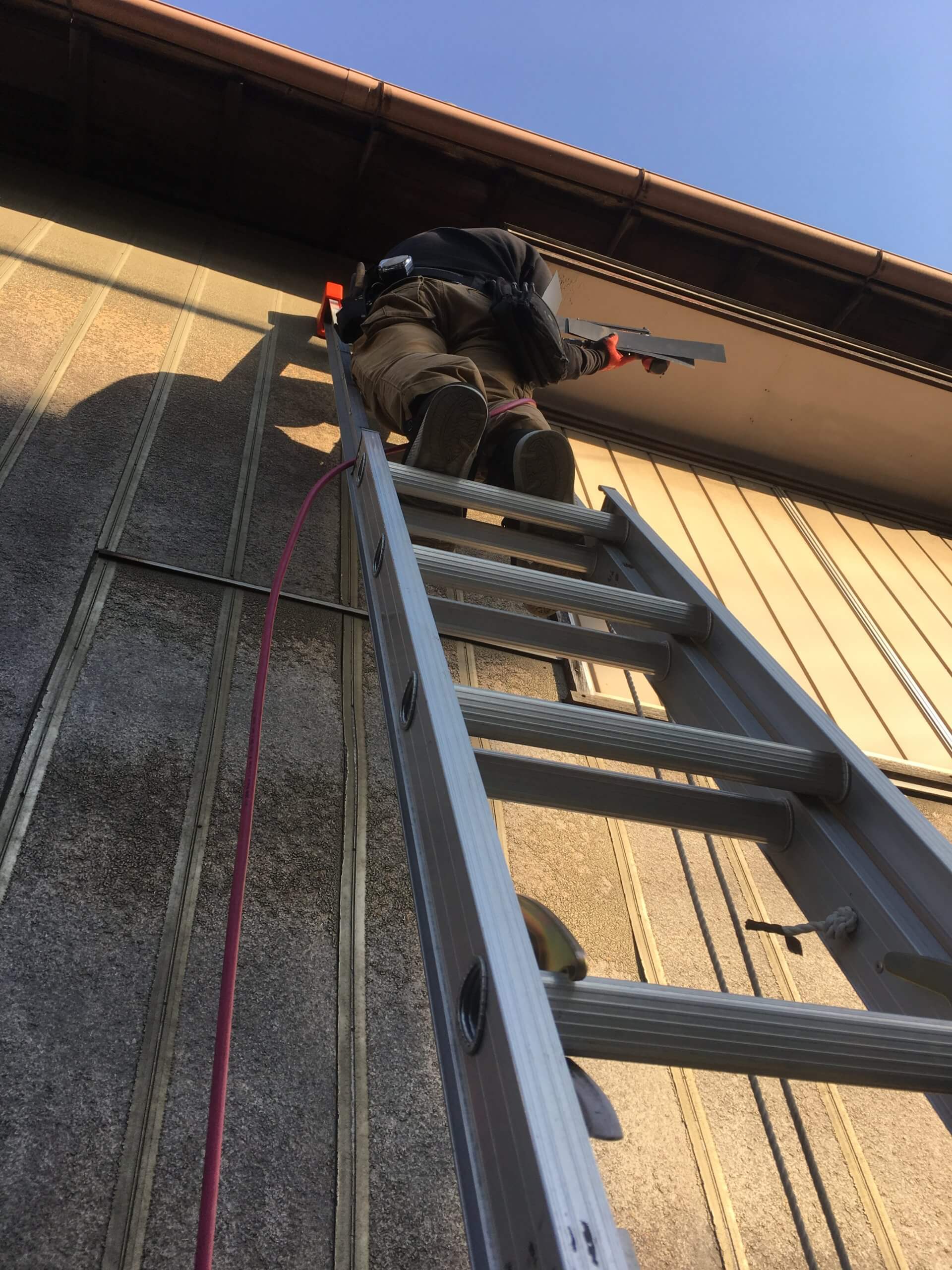 コウモリ駆除・対策チーム