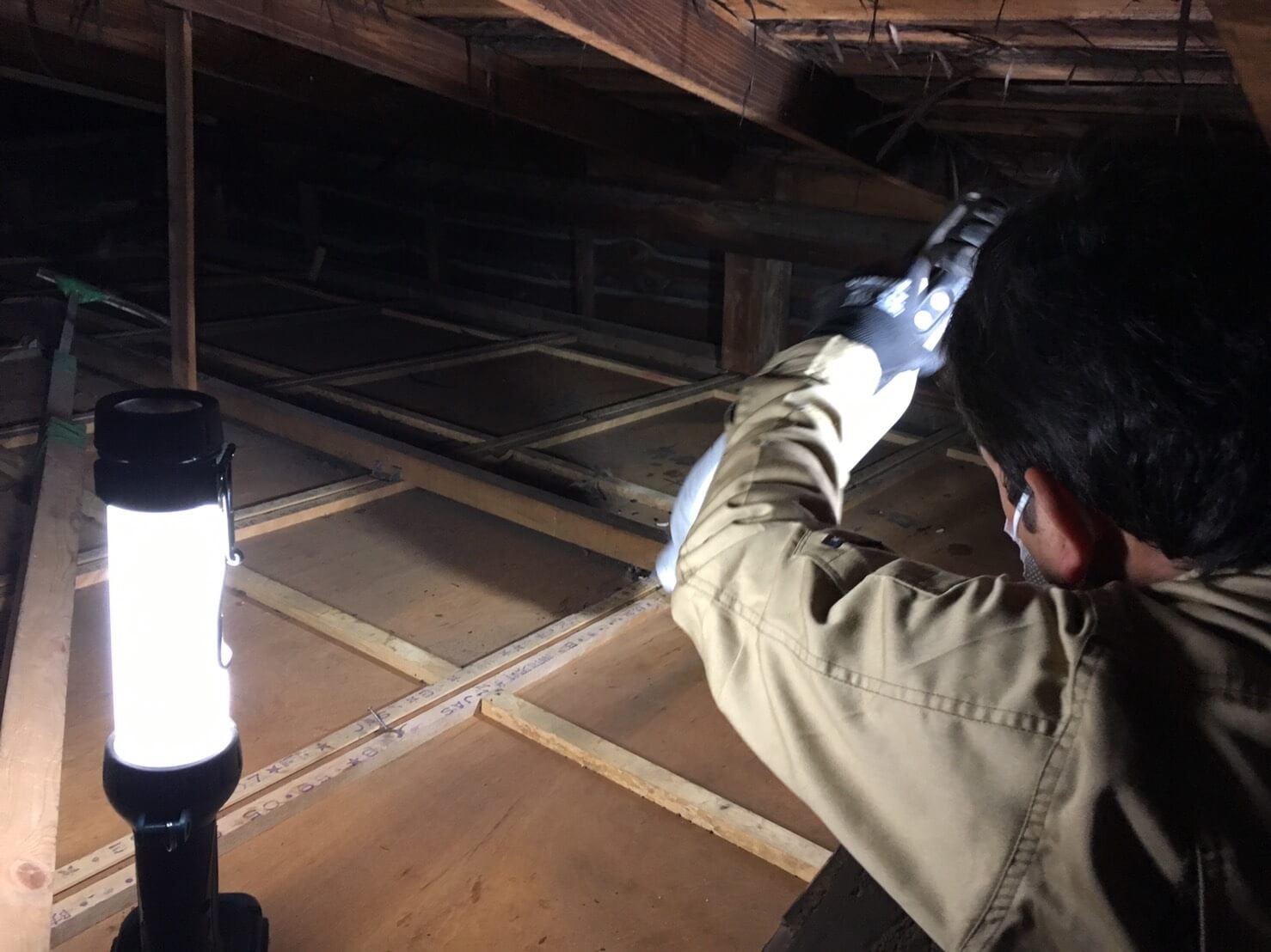 コウモリ駆除・対策チーム