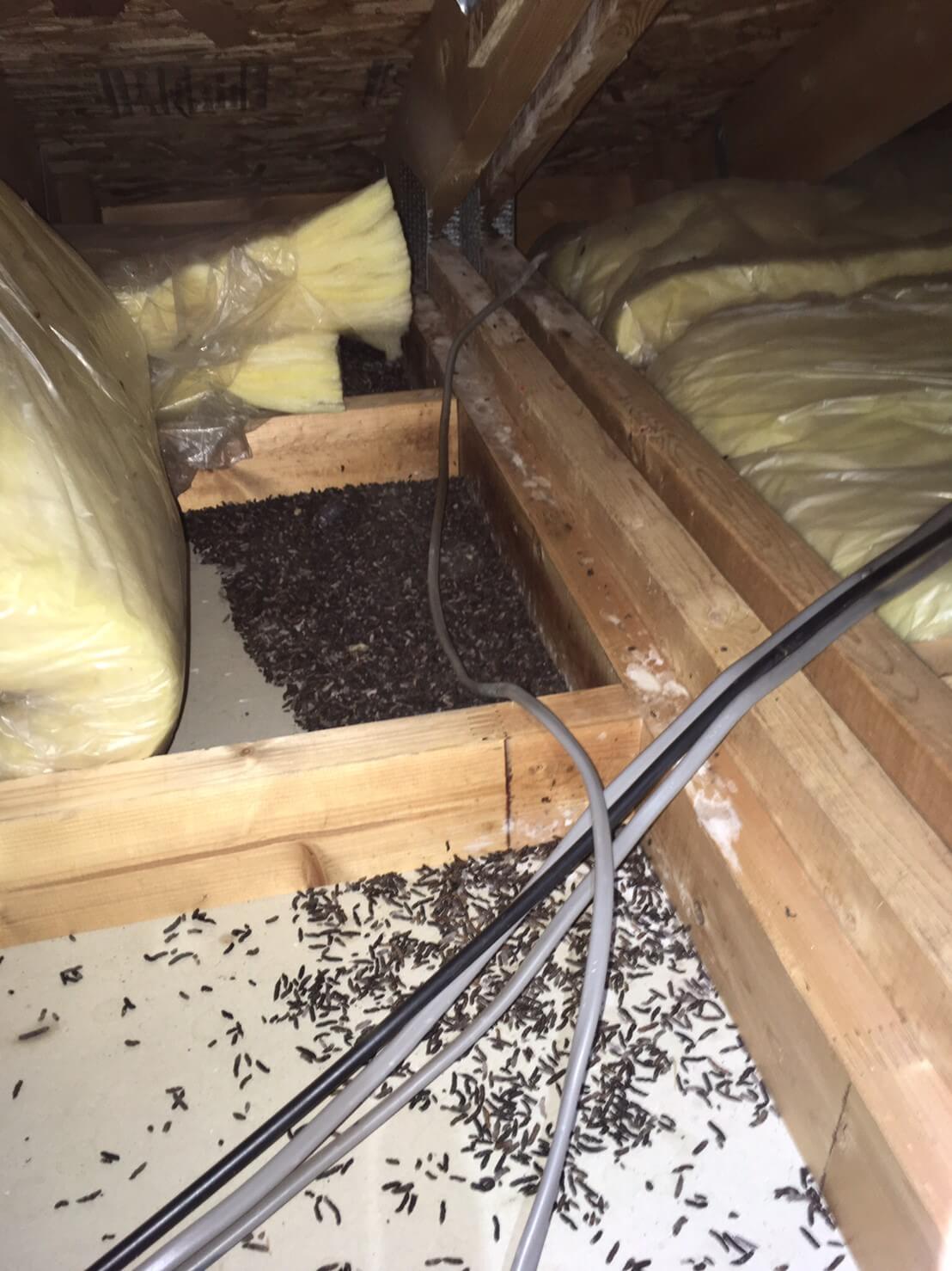 コウモリ駆除・対策チーム