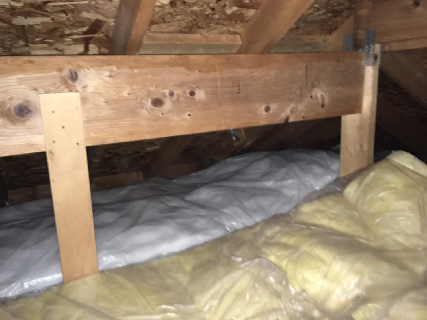 コウモリ駆除・対策チーム