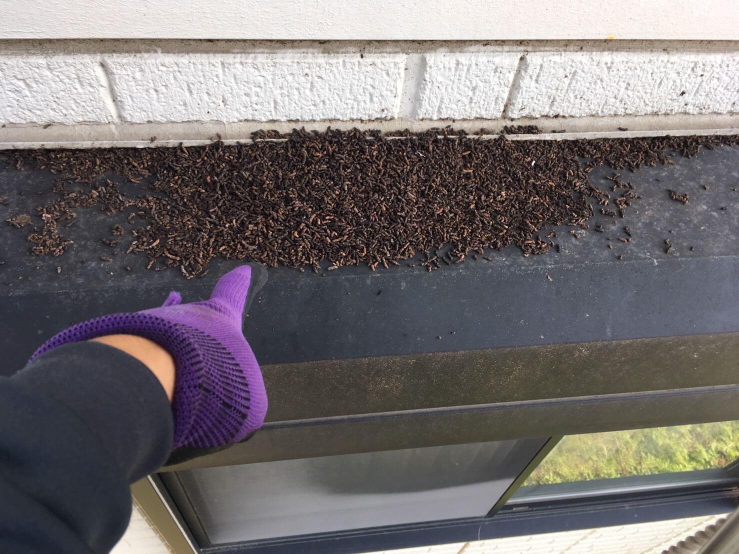 コウモリ駆除・対策チーム