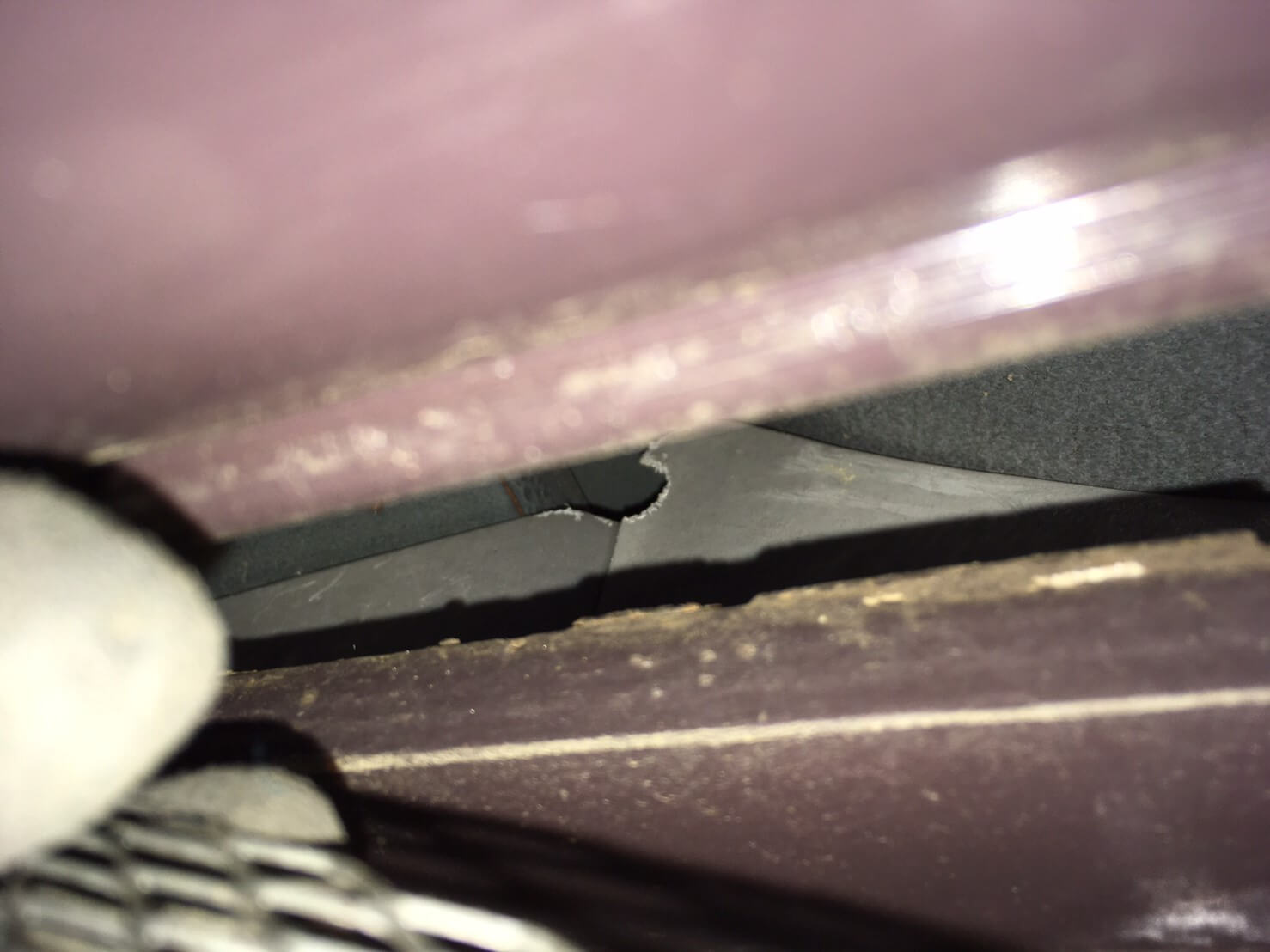 コウモリ駆除・対策チーム