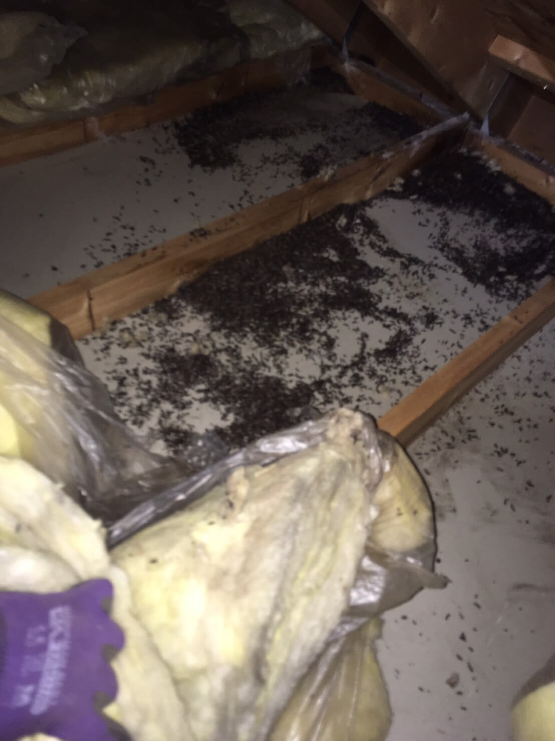 コウモリ駆除・対策チーム