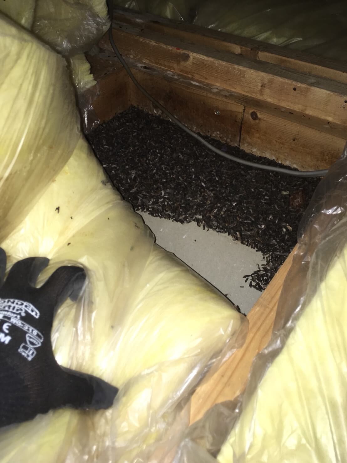 コウモリ駆除・対策チーム