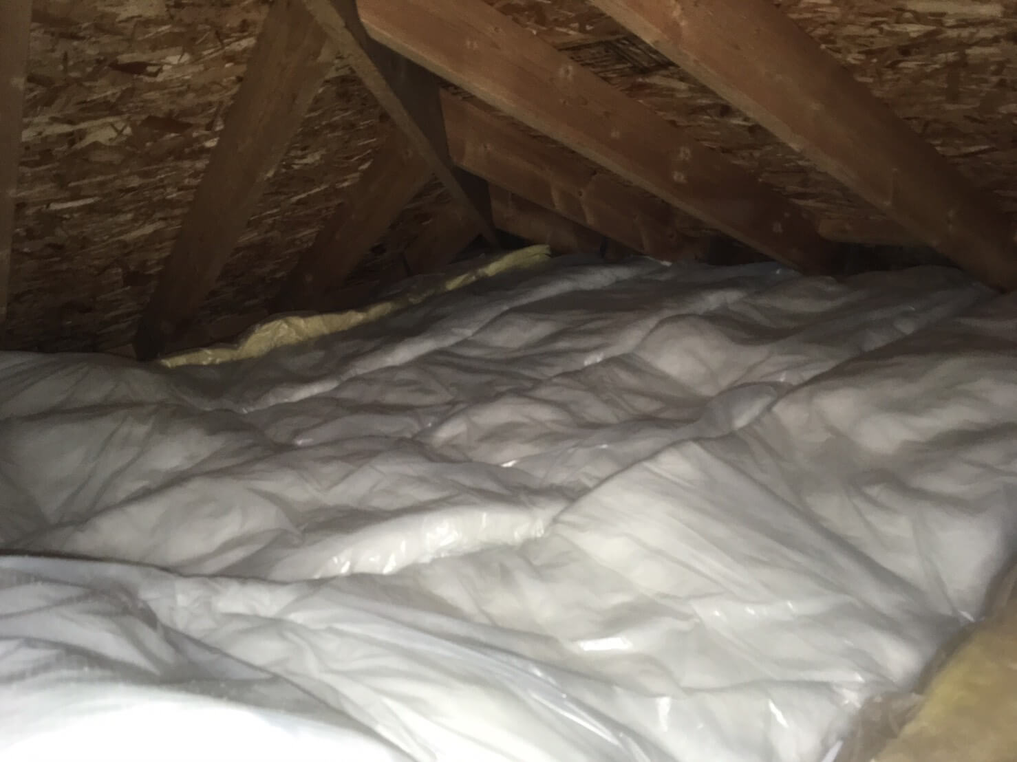 コウモリ駆除・対策チーム