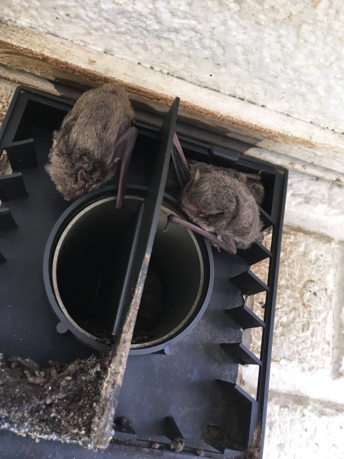 コウモリ駆除・対策チーム