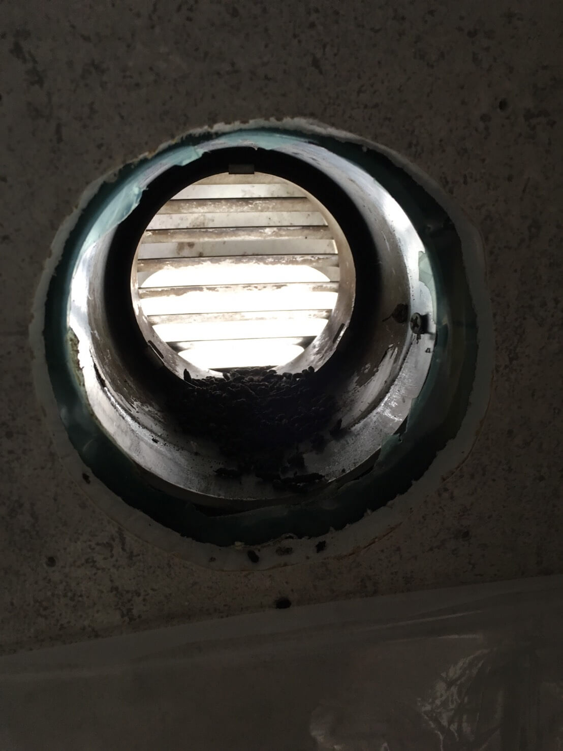 コウモリ駆除・対策チーム