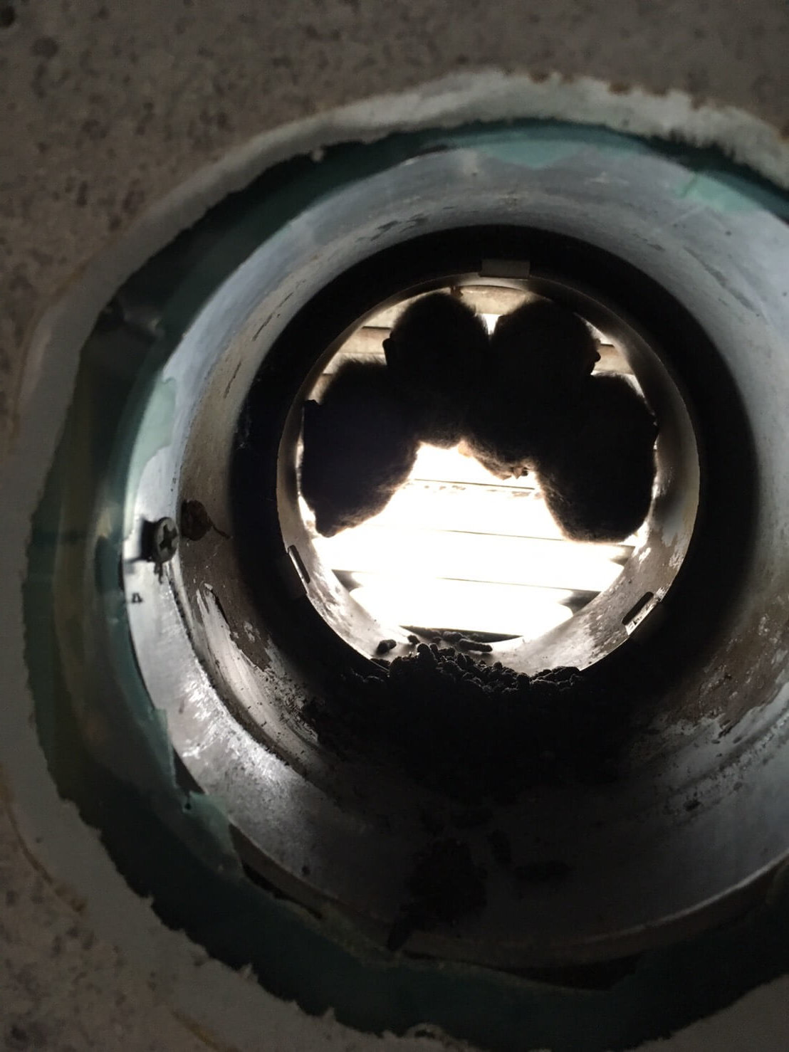 コウモリ駆除・対策チーム