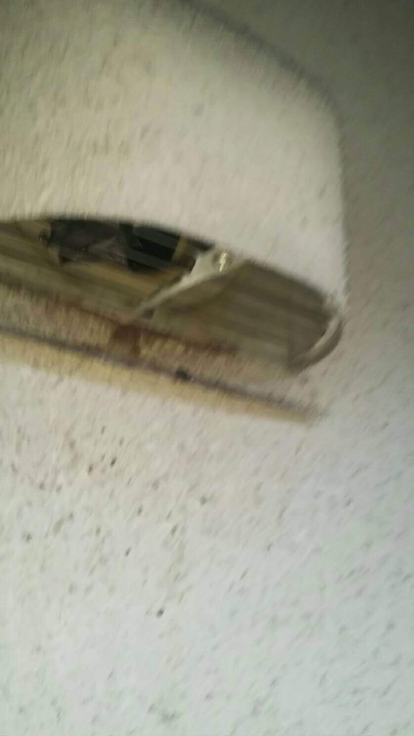 コウモリ駆除・対策チーム