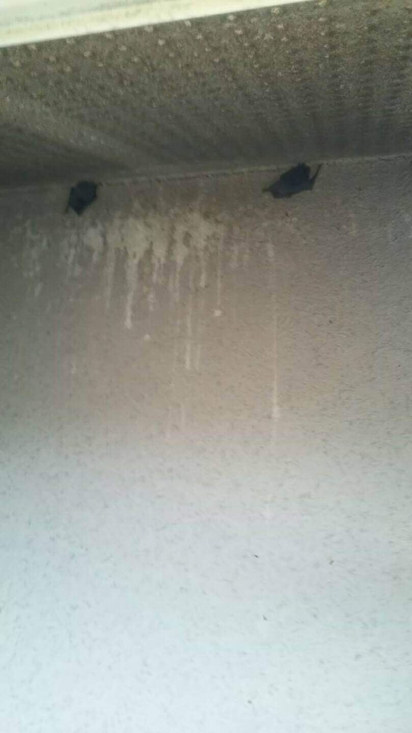 コウモリ駆除・対策チーム