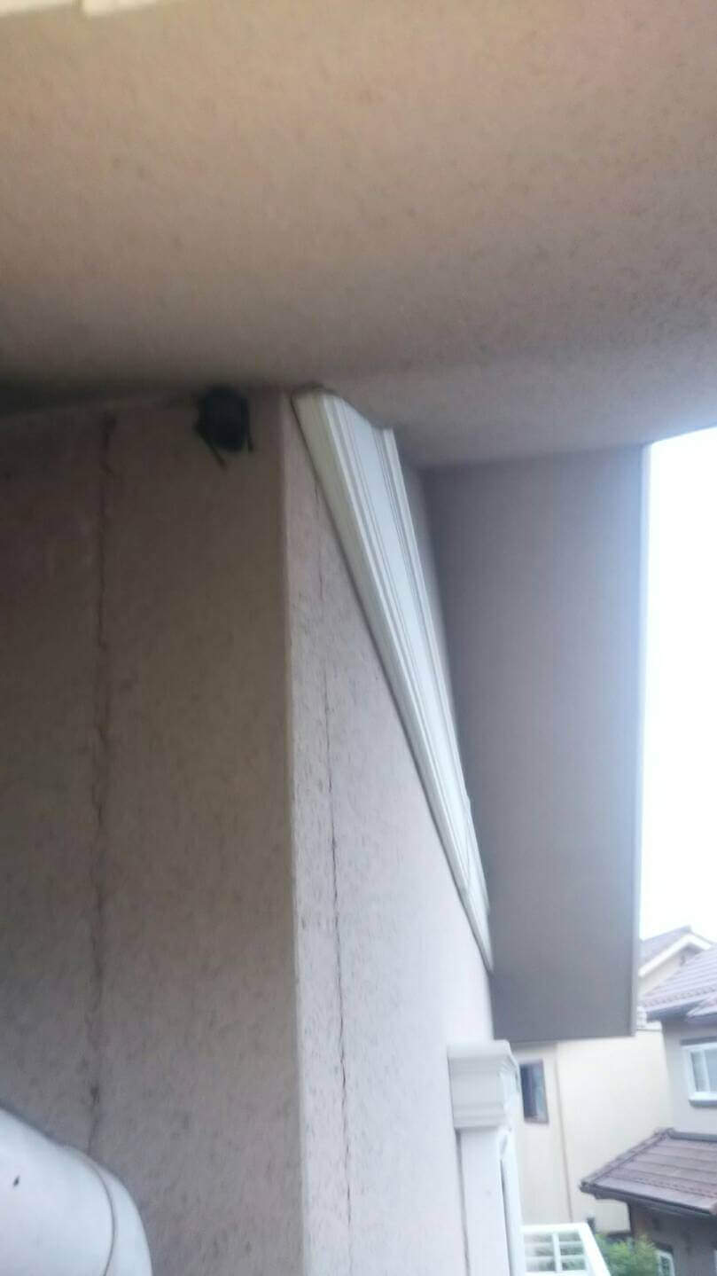 コウモリ駆除・対策チーム