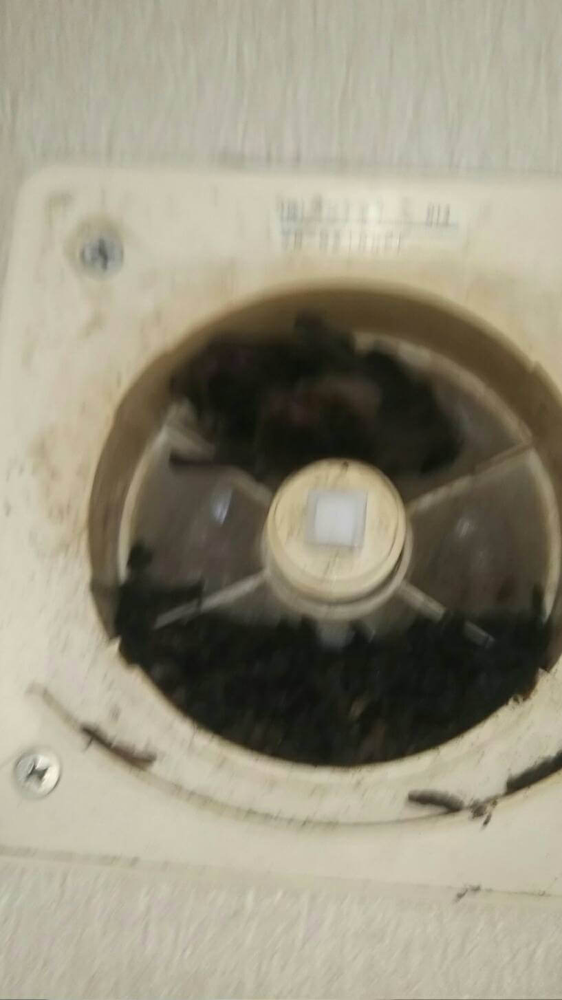 コウモリ駆除・対策チーム