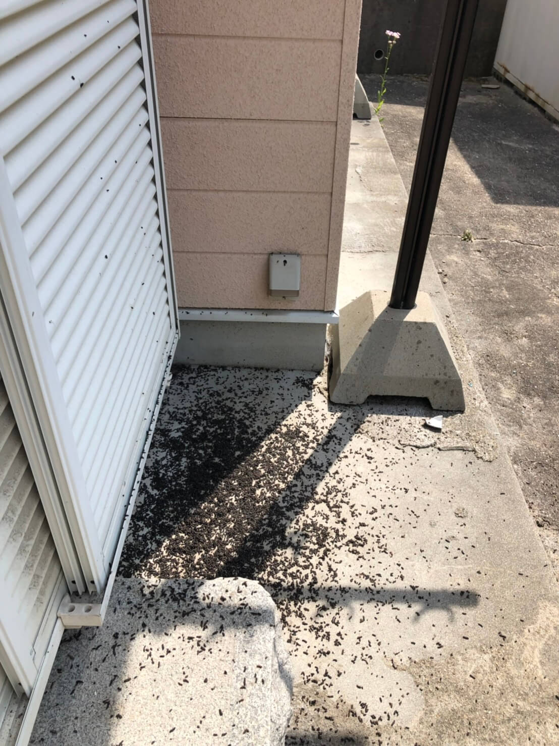 コウモリ駆除・対策チーム