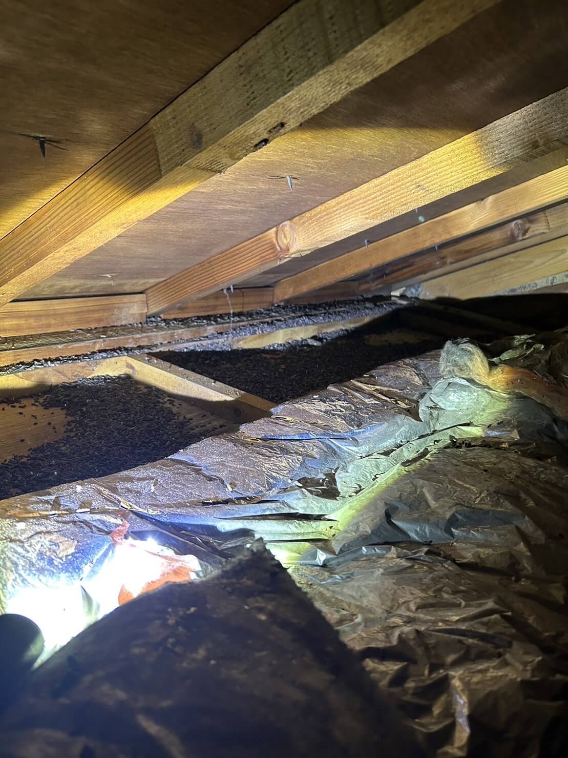 コウモリ駆除・対策チーム