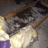 天井裏のコウモリ被害
